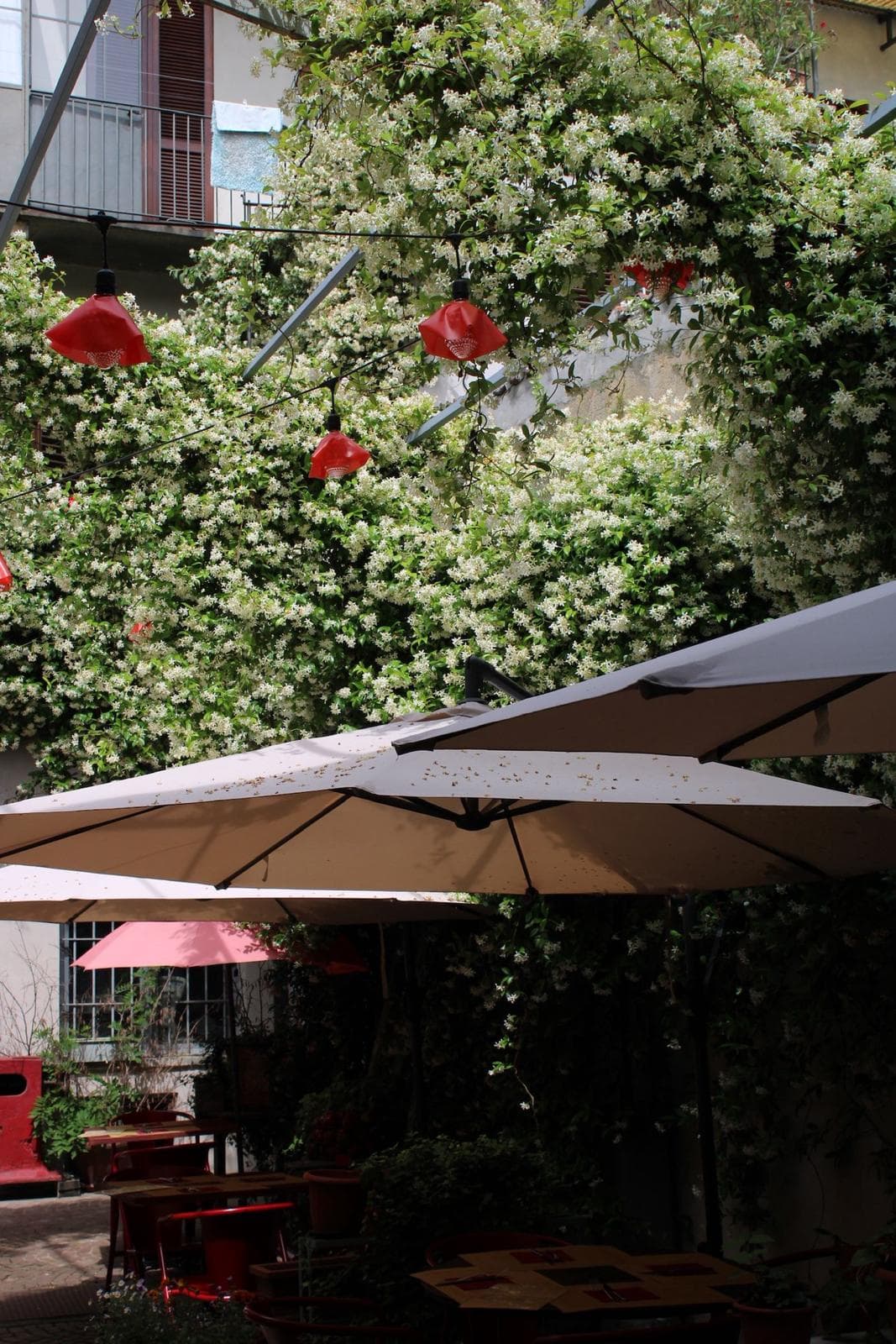 Il gelsomino in fiore sopra gli ombrelloni della corte, con le lampade rosse accese.